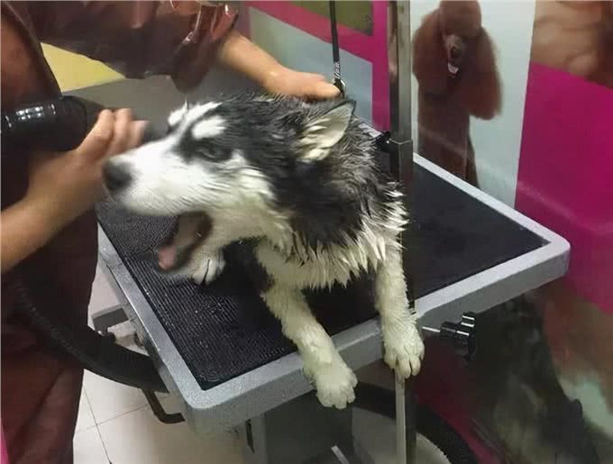 兽医：养狗，不能犯这些错误