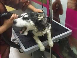 兽医：养狗，不能犯这些错误
