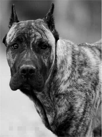连主人都咬的加纳利杀人犬,太可怕千万别养