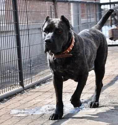 连主人都咬的加纳利杀人犬,太可怕千万别养