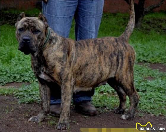 连主人都咬的加纳利杀人犬,太可怕千万别养