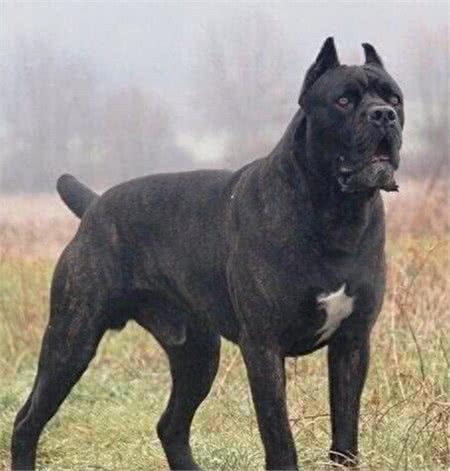 连主人都咬的加纳利杀人犬,太可怕千万别养