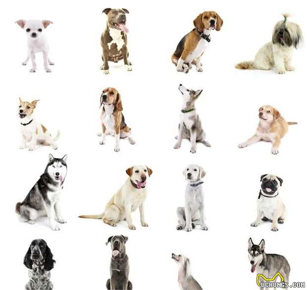五种最凶猛的犬种，看家护院的好帮手，你知道有哪些呢?