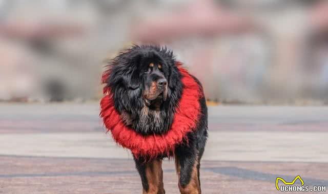 五种最凶猛的犬种，看家护院的好帮手，你知道有哪些呢?