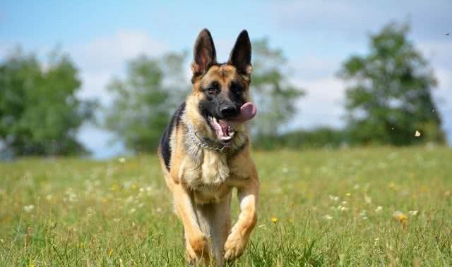 五种最凶猛的犬种，看家护院的好帮手，你知道有哪些呢?