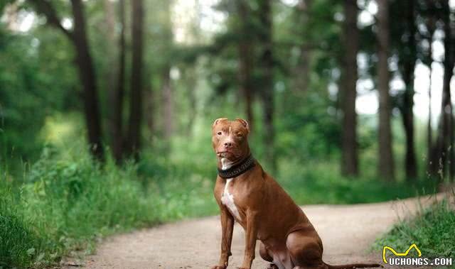 五种最凶猛的犬种，看家护院的好帮手，你知道有哪些呢?
