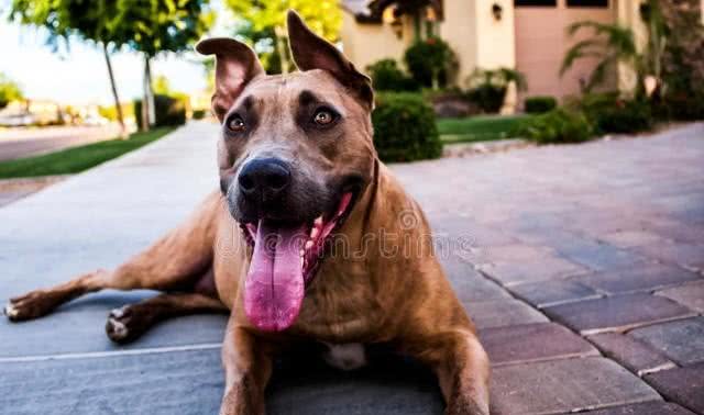 五种最凶猛的犬种，看家护院的好帮手，你知道有哪些呢?