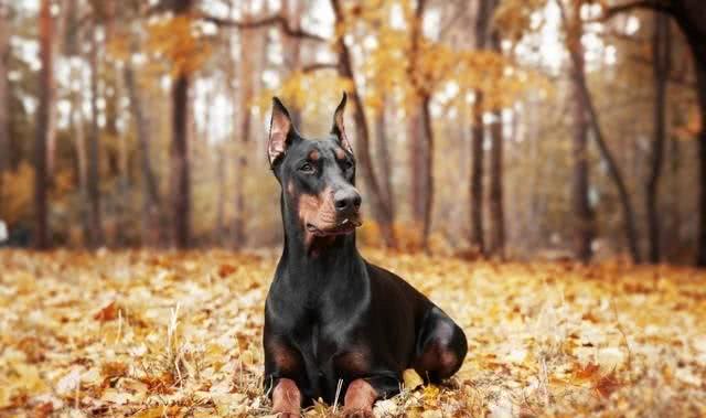 五种最凶猛的犬种，看家护院的好帮手，你知道有哪些呢?