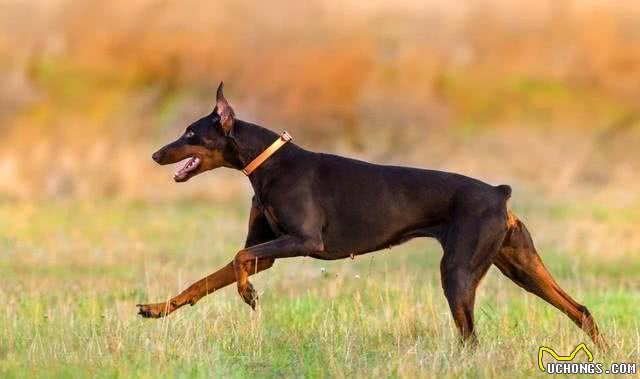 五种最凶猛的犬种，看家护院的好帮手，你知道有哪些呢?