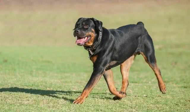 五种最凶猛的犬种，看家护院的好帮手，你知道有哪些呢?