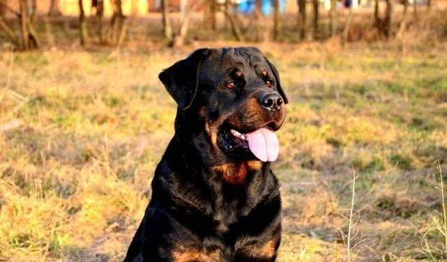 五种最凶猛的犬种，看家护院的好帮手，你知道有哪些呢?
