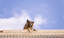 五种最凶猛的犬种，看家护院的好帮手，你知道有哪些呢?