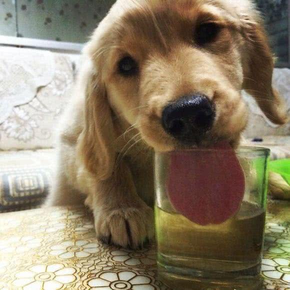 我能给狗狗喝啤酒吗