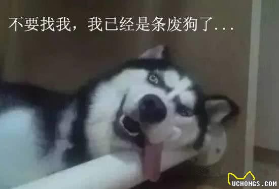 我能给狗狗喝啤酒吗