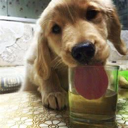 我能给狗狗喝啤酒吗