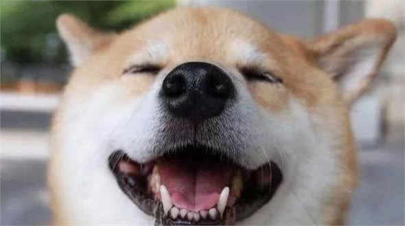狗狗在对着你呜呜时，其实它是在向你表达这五种意思