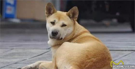 狗狗在对着你呜呜时，其实它是在向你表达这五种意思