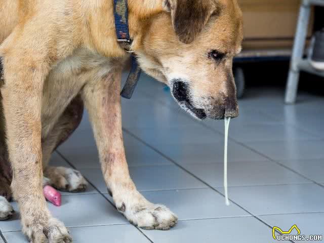 惯狗如杀狗!狗狗有这些恶习，说明已经被宠坏了