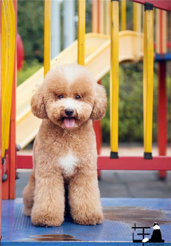 盘点一下国内广受欢迎的家庭伴侣犬，准备饲养狗狗的参考一下
