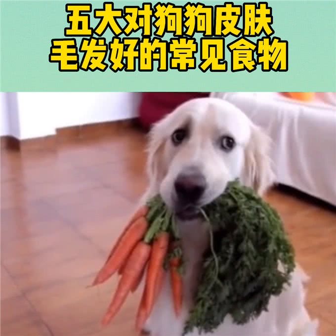 五大对狗狗皮肤毛发有益的食物，你知道吗?—宠物