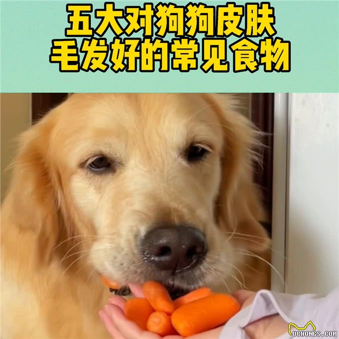 五大对狗狗皮肤毛发有益的食物，你知道吗?—宠物