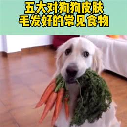 五大对狗狗皮肤毛发有益的食物，你知道吗?—宠物