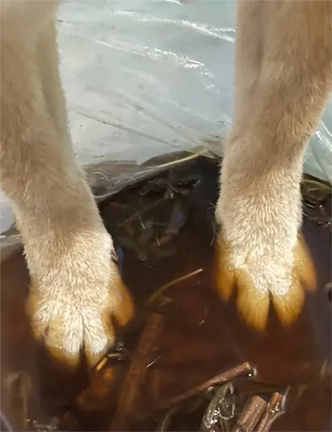 趁着三伏天，给小狗安排中药汤去脚气!柴犬的脚是出名的臭啊