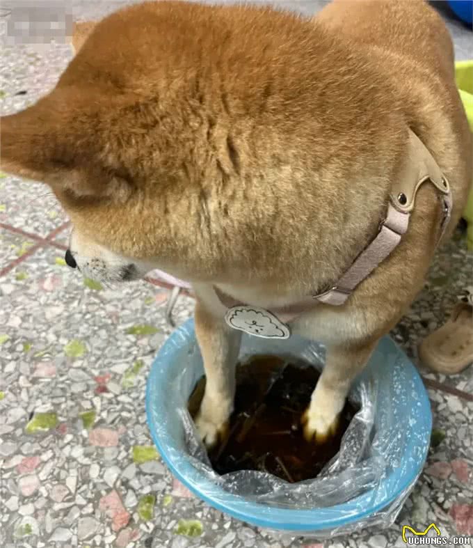 趁着三伏天，给小狗安排中药汤去脚气!柴犬的脚是出名的臭啊