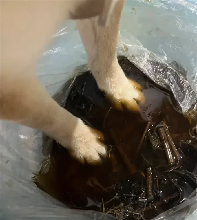 趁着三伏天，给小狗安排中药汤去脚气!柴犬的脚是出名的臭啊