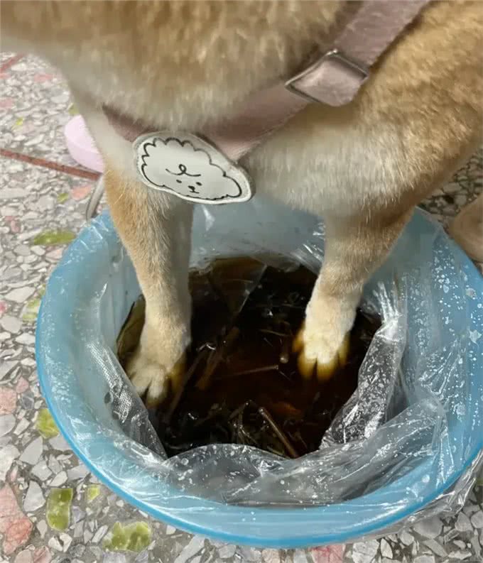趁着三伏天，给小狗安排中药汤去脚气!柴犬的脚是出名的臭啊