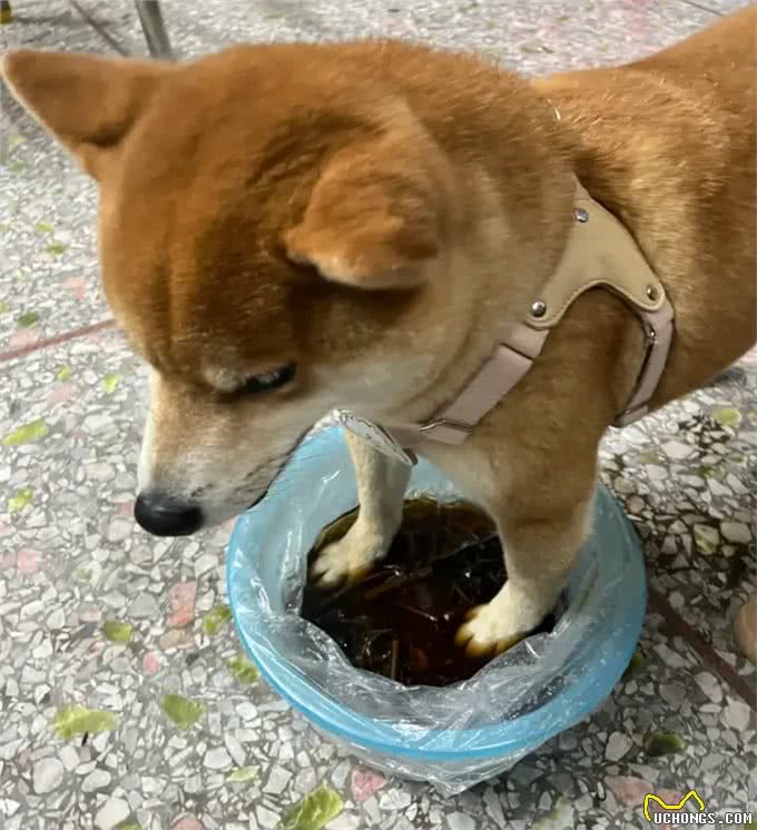 趁着三伏天，给小狗安排中药汤去脚气!柴犬的脚是出名的臭啊