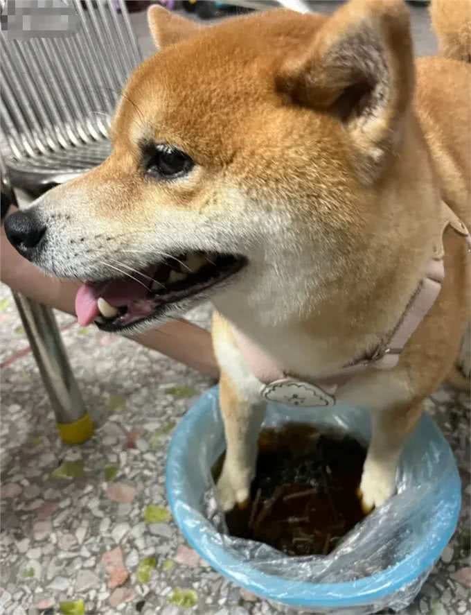 趁着三伏天，给小狗安排中药汤去脚气!柴犬的脚是出名的臭啊