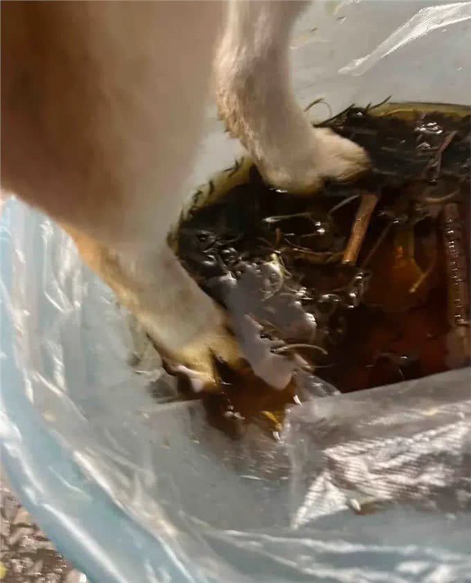 趁着三伏天，给小狗安排中药汤去脚气!柴犬的脚是出名的臭啊