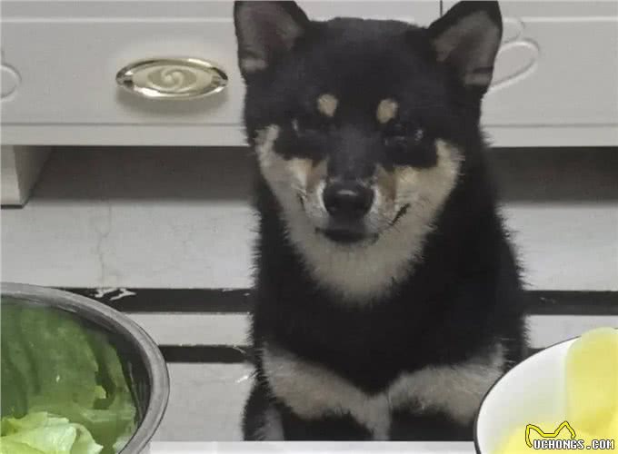 趁着三伏天，给小狗安排中药汤去脚气!柴犬的脚是出名的臭啊