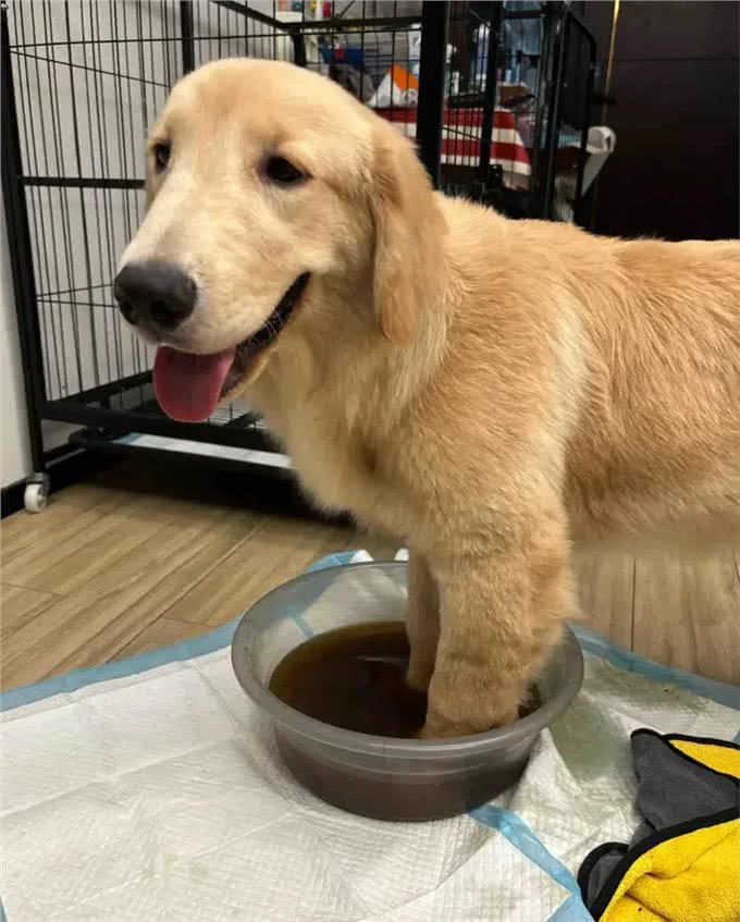 趁着三伏天，给小狗安排中药汤去脚气!柴犬的脚是出名的臭啊
