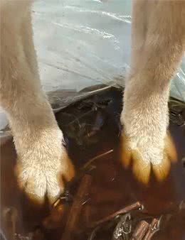 趁着三伏天，给小狗安排中药汤去脚气!柴犬的脚是出名的臭啊