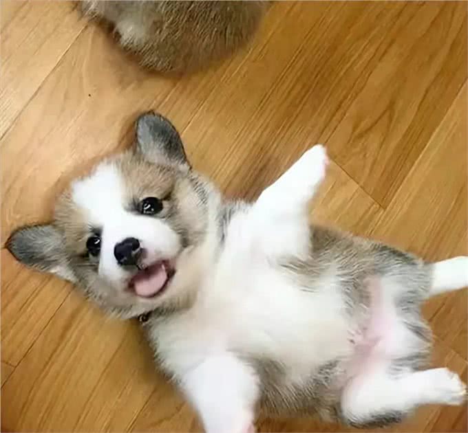 独家揭秘!狗狗心中，谁才是它的真命天子?