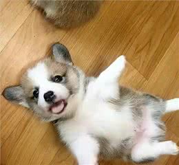 独家揭秘!狗狗心中，谁才是它的真命天子?