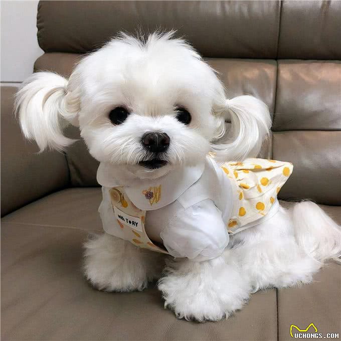 什么品种的狗狗长不大?这五种都是哦