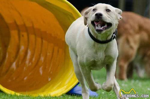 母犬生产崽犬期间的日常护理