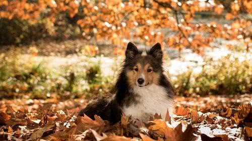 母犬生产崽犬期间的日常护理
