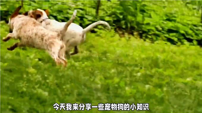 关于狗狗的小知识，你了解多少?