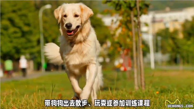 关于狗狗的小知识，你了解多少?