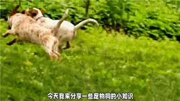 关于狗狗的小知识，你了解多少?