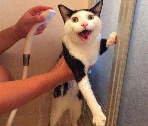 辟谣!猫咪怕水且不爱洗澡?不洗澡就不爱干净?你的误会有点深
