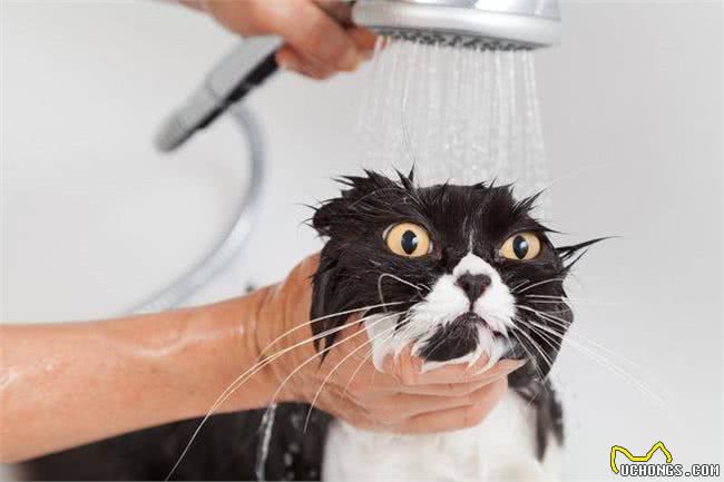 辟谣!猫咪怕水且不爱洗澡?不洗澡就不爱干净?你的误会有点深