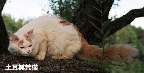 辟谣!猫咪怕水且不爱洗澡?不洗澡就不爱干净?你的误会有点深