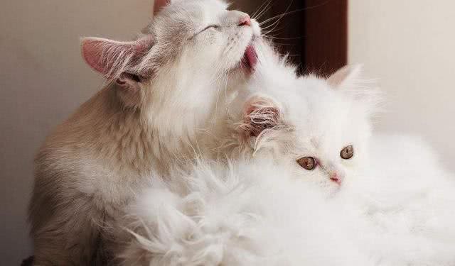 辟谣!猫咪怕水且不爱洗澡?不洗澡就不爱干净?你的误会有点深
