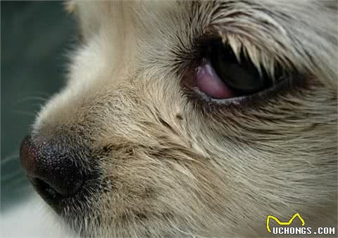 法国斗牛犬常见的5种疾病，终于知道为什么有些人不敢养了!