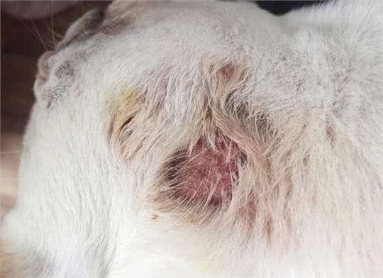 法国斗牛犬常见的5种疾病，终于知道为什么有些人不敢养了!